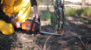 How Our Tree Care Process Works  in  Washington, KS